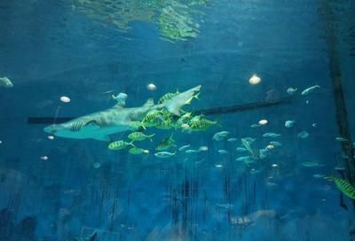 開一家水族館需要些什么手續呢：開一家水族館需要辦理哪些手續