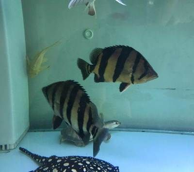 泰虎魚苗怎么養殖方法圖解：泰國虎魚怎么養，泰國虎魚價格多少錢