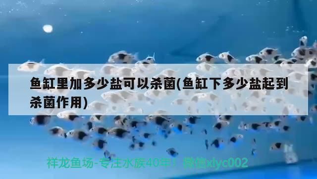 新興縣新城鎮百寵觀賞魚店