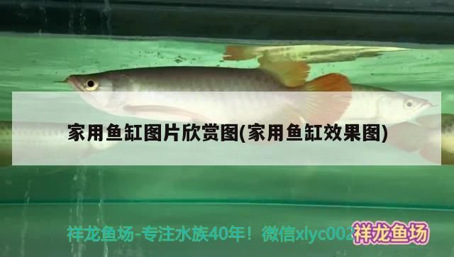 家用魚缸圖片欣賞圖(家用魚缸效果圖) 家用魚缸圖片欣賞圖(家用魚缸效果圖) 九鼎魚缸