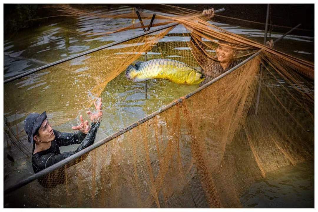圖文大馬：了不起的金龍魚爸爸 圖文大馬：了不起的金龍魚爸爸 觀賞魚百科 第6張