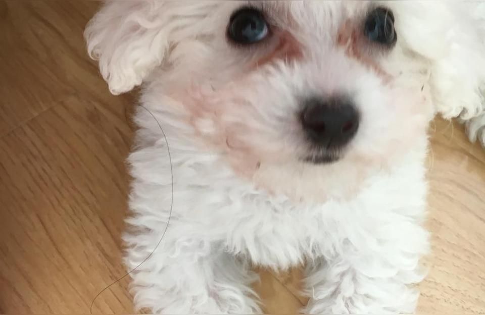 yee全期成幼犬狗糧通用型德牧金毛泰迪柯基美毛去淚痕1.5kg袋裝 yee全期成幼犬狗糧通用型德牧金毛泰迪柯基美毛去淚痕1.5kg袋裝 yee