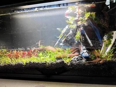 9升魚缸能養多少魚蝦和蝦：9升魚缸能養多少蝦