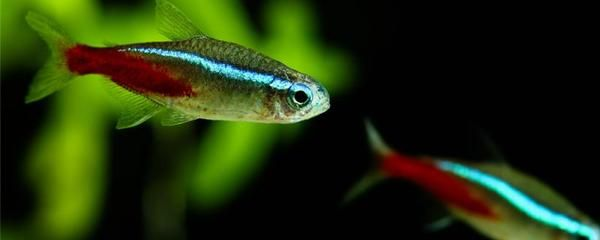 海口可麗愛魚缸專賣店地址：海口可麗愛魚缸專賣店，打造您的水族藝術空間
