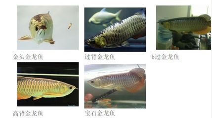 過背金龍魚可以吃嗎有毒嗎會(huì)死嗎圖片：過背金龍魚不建議食用，安全起見