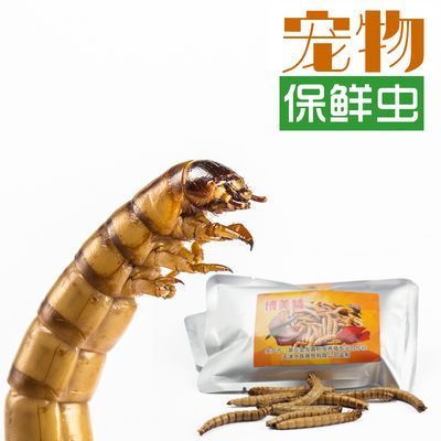 虎魚多久喂一次龜糧：虎魚多久喂一次龜糧，