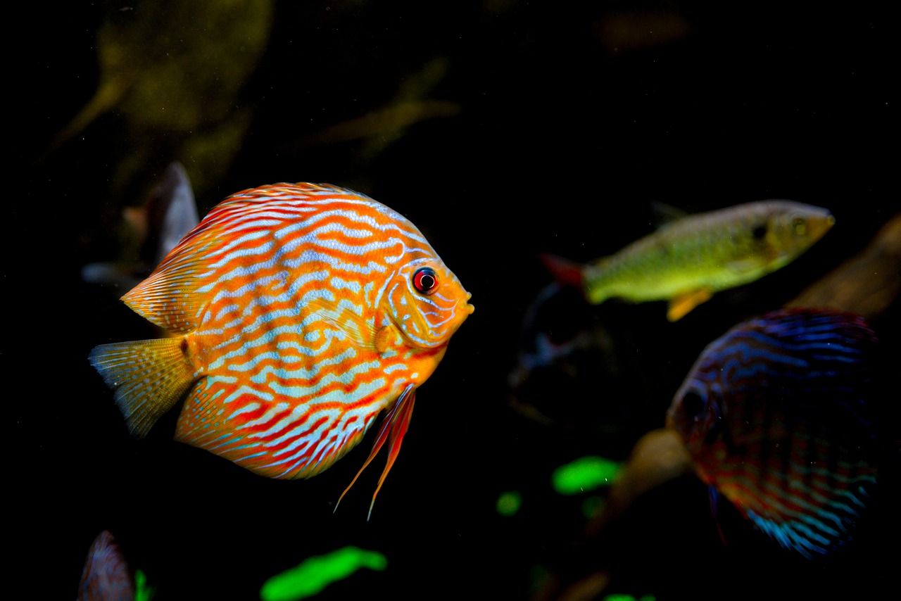 富陽哪里有賣魚缸的地方啊（富陽哪里有賣魚缸的地方啊圖片）