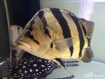 虎魚的紋路沒了會死嗎：如果虎魚的紋路消失了，是否會死亡