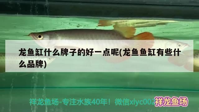 龍魚缸什么牌子的好一點呢(龍魚魚缸有些什么品牌)