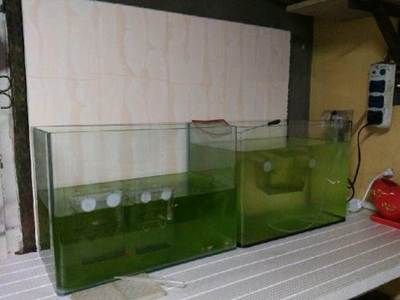 觀賞魚制氧機(jī)（觀賞魚制氧機(jī)的使用）