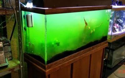 觀賞魚制氧機(jī)（觀賞魚制氧機(jī)的使用）