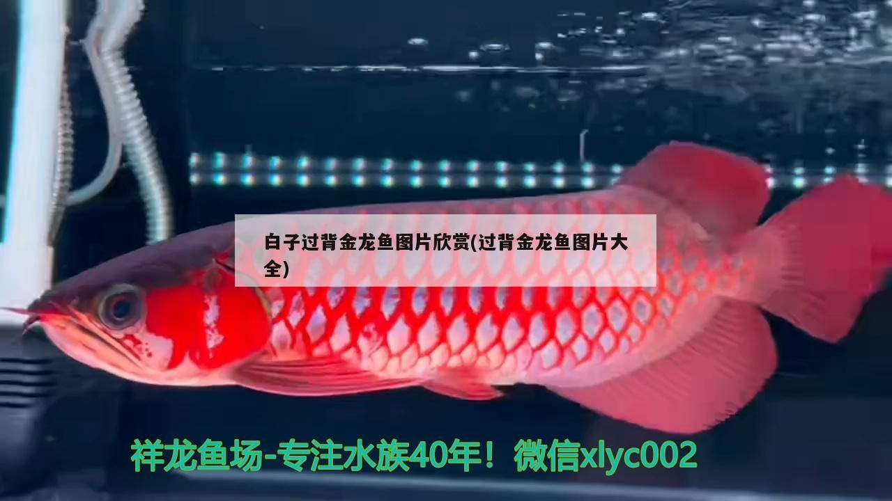 白子過背金龍魚圖片欣賞(過背金龍魚圖片大全) 白子過背金龍魚圖片欣賞(過背金龍魚圖片大全) 金龍魚百科