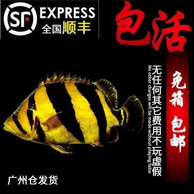 光特億帝光二代藍水：光特億帝光二代怎么樣？