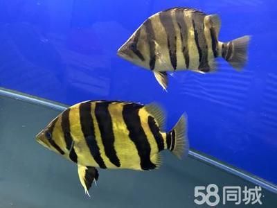 光特億帝光二代藍水：光特億帝光二代怎么樣？