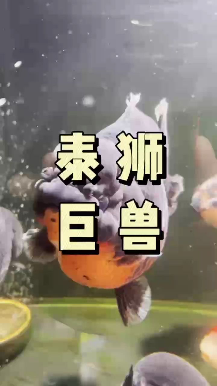 入缸一條20公分泰獅巨獸