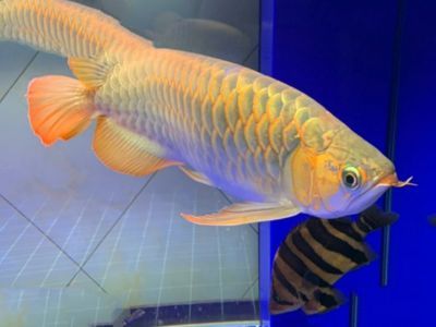 紅龍魚發色鱗框的圖解橙色：紅龍魚發色鱗框發色過程以及如何制作和解讀橙色圖解 紅龍魚發色鱗框的圖解橙色：紅龍魚發色鱗框發色過程以及如何制作和解讀橙色圖解 紅龍魚百科 第1張