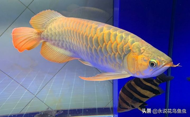 紅龍魚發色鱗框的圖解橙色：紅龍魚發色鱗框發色過程以及如何制作和解讀橙色圖解 紅龍魚發色鱗框的圖解橙色：紅龍魚發色鱗框發色過程以及如何制作和解讀橙色圖解 紅龍魚百科 第5張
