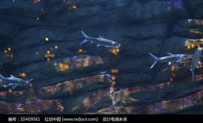水族館門面圖片高清（水族館門頭照明效果展示） 水族館門面圖片高清（水族館門頭照明效果展示） 水族館百科（水族館加盟） 第3張