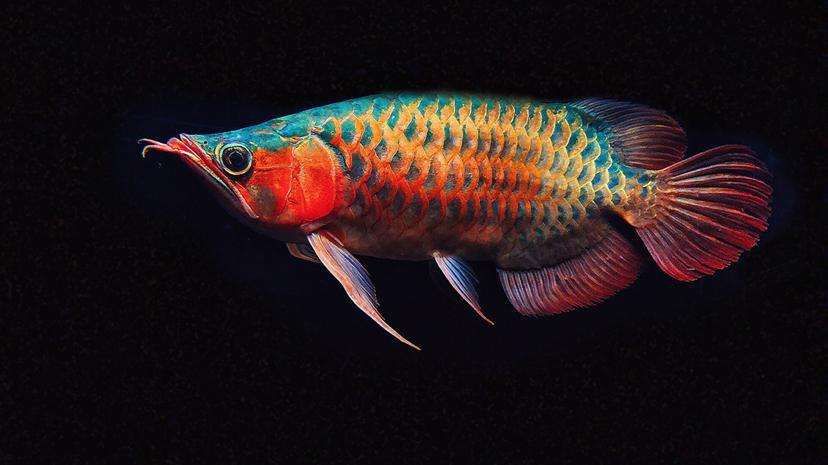 紅龍魚福龍王：福龍王龍魚市場(chǎng)價(jià)格查詢，如何鑒別高品質(zhì)福龍王