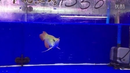 紅龍魚福龍王：福龍王龍魚市場(chǎng)價(jià)格查詢，如何鑒別高品質(zhì)福龍王