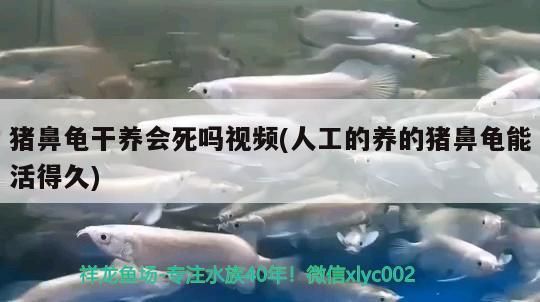 豬鼻龜干養會死嗎視頻(人工的養的豬鼻龜能活得久)