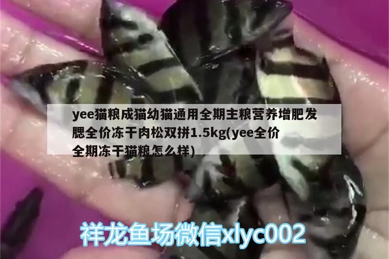 yee貓糧成貓幼貓通用全期主糧營養(yǎng)增肥發(fā)腮全價(jià)凍干肉松雙拼1.5kg(yee全價(jià)全期凍干貓糧怎么樣)