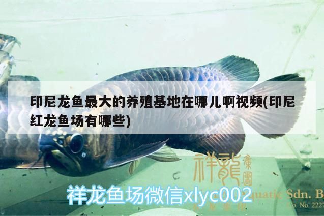 印尼龍魚(yú)最大的養(yǎng)殖基地在哪兒啊視頻(印尼紅龍魚(yú)場(chǎng)有哪些)