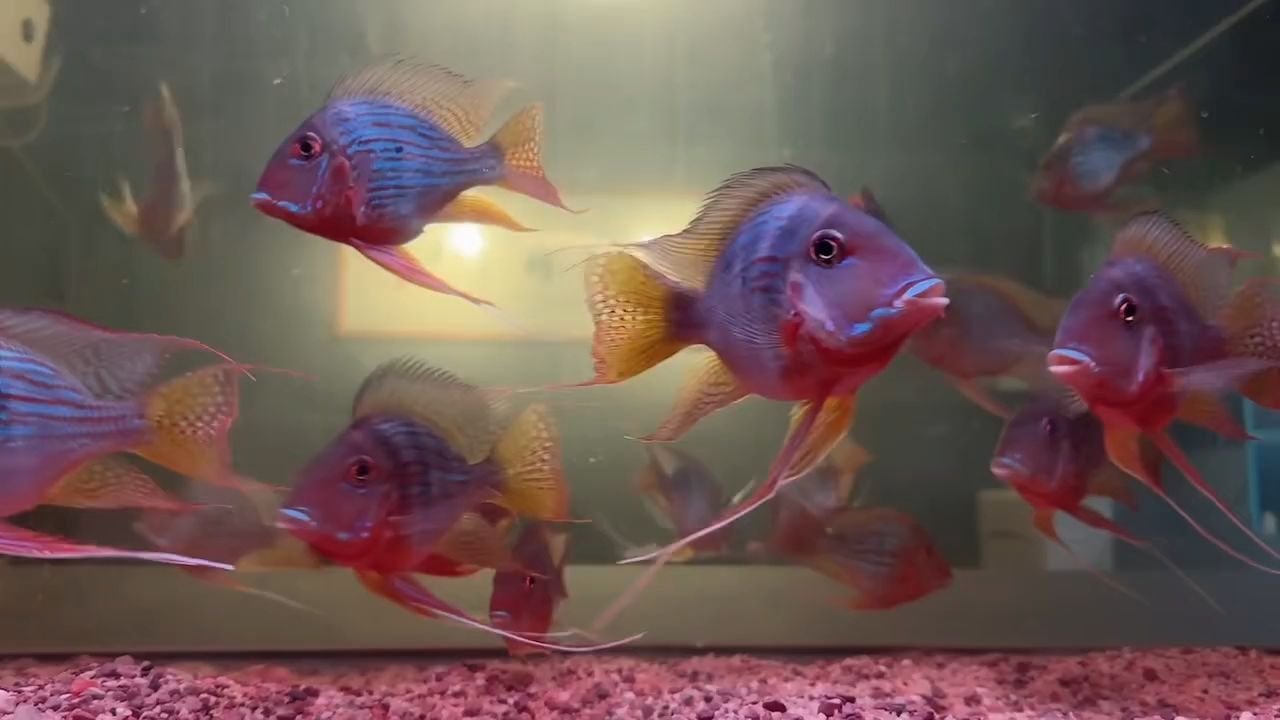 怎樣辨別真正的正品元寶鳳凰魚？：元寶鳳凰魚是一種珍貴的觀賞魚，怎樣辨別真正的元寶鳳凰魚