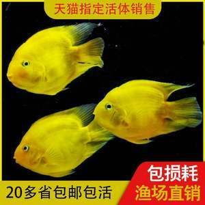元寶鳳凰魚繁殖飼料購買指南：元寶鳳凰魚繁殖期餌料搭配 元寶鳳凰魚繁殖飼料購買指南：元寶鳳凰魚繁殖期餌料搭配 元寶鳳凰魚百科 第1張