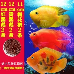 元寶鳳凰魚繁殖飼料購買指南：元寶鳳凰魚繁殖期餌料搭配 元寶鳳凰魚繁殖飼料購買指南：元寶鳳凰魚繁殖期餌料搭配 元寶鳳凰魚百科 第3張