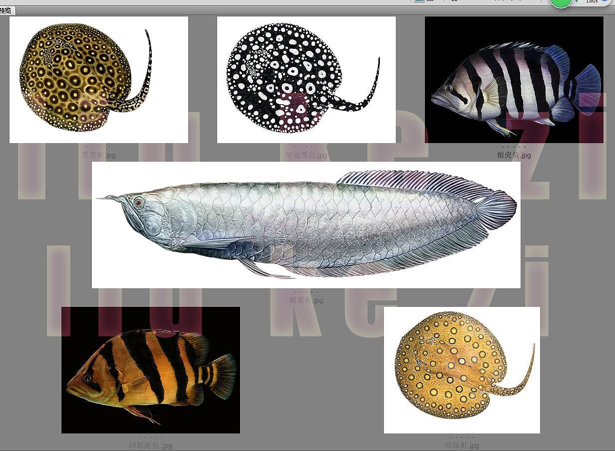 虎魚暗紋什么樣：虎魚暗紋什么樣的特征虎魚暗紋什么樣虎魚暗紋什么樣