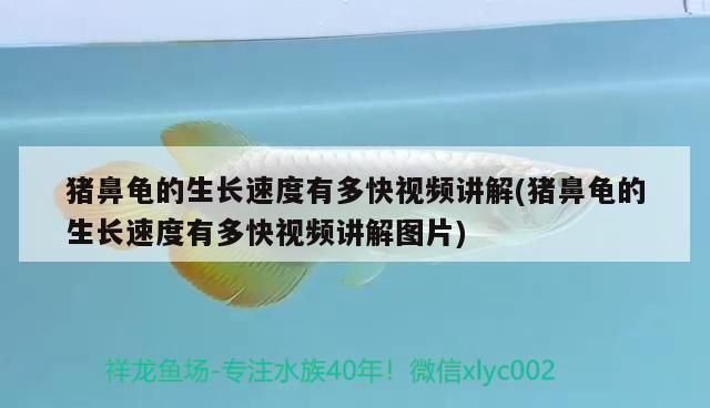 豬鼻龜的生長速度有多快視頻講解(豬鼻龜的生長速度有多快視頻講解圖片)