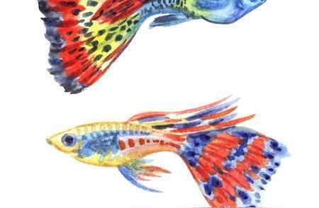 水族館里的魚類有哪些:上海海洋水族館 水族館百科(水族館加盟) 第5張 水族館里的魚類有哪些:上海海洋水族館 水族館里的魚類有哪些:上海海洋水族館 水族館百科(水族館加盟) 第5張