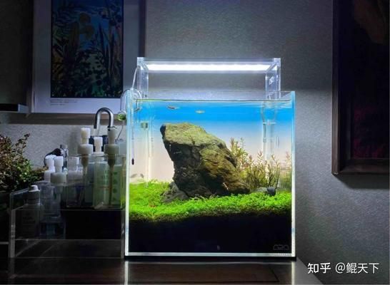 觀賞魚經常死是什么原因（觀賞魚為什么會死亡）