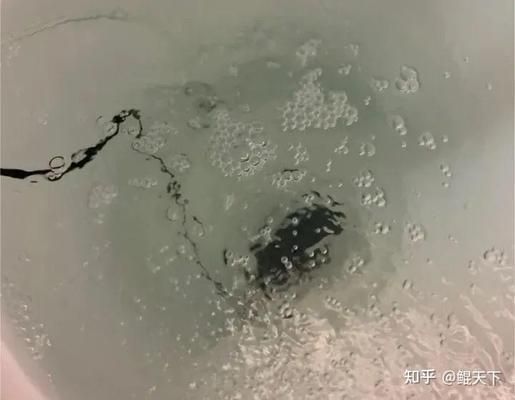 觀賞魚經常死是什么原因（觀賞魚為什么會死亡）