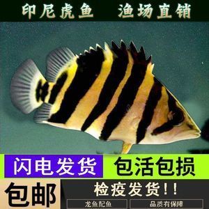 虎魚吃活食怎么檢疫：喂養虎魚活食怎么檢疫 虎魚吃活食怎么檢疫：喂養虎魚活食怎么檢疫 虎魚百科 第1張