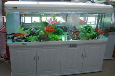 水族館貨源怎么找：水族館貨源市場調研怎么做