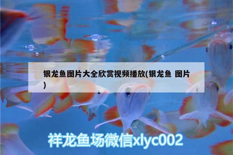 銀龍魚圖片大全欣賞視頻播放(銀龍魚圖片)