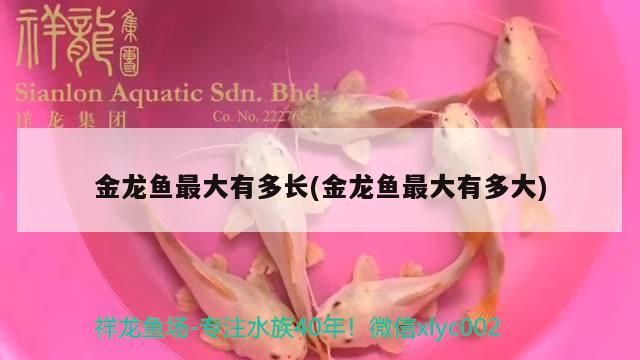 金龍魚最大有多長(金龍魚最大有多大)