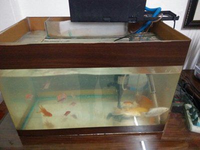 1米x0.5米的魚缸養錦鯉幾條：一米多的魚缸能養幾條錦鯉