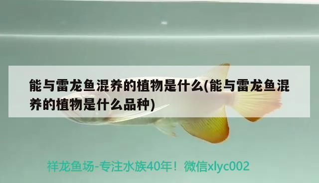 魚缸 能與雷龍魚混養的植物是什么(能與雷龍魚混養的植物是什么品種) 元寶鳳凰魚百科 能與雷龍魚混養的植物是什么(能與雷龍魚混養的植物是什么品種) 能與雷龍魚混養的植物是什么(能與雷龍魚混養的植物是什么品種) 元寶鳳凰魚百科