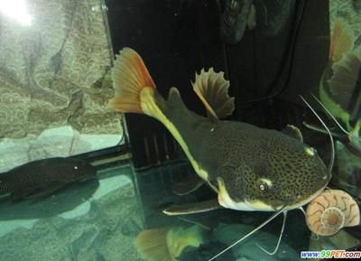 水族館賣的魚種類（水族館常見的魚類種類）