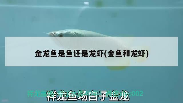 黃金貓魚幼魚飼料保存技巧（黃金貓魚幼魚飼料保存技巧包括避免直接暴露在空氣中）