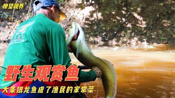 黃金貓魚幼魚飼料保存技巧（黃金貓魚幼魚飼料保存技巧包括避免直接暴露在空氣中）