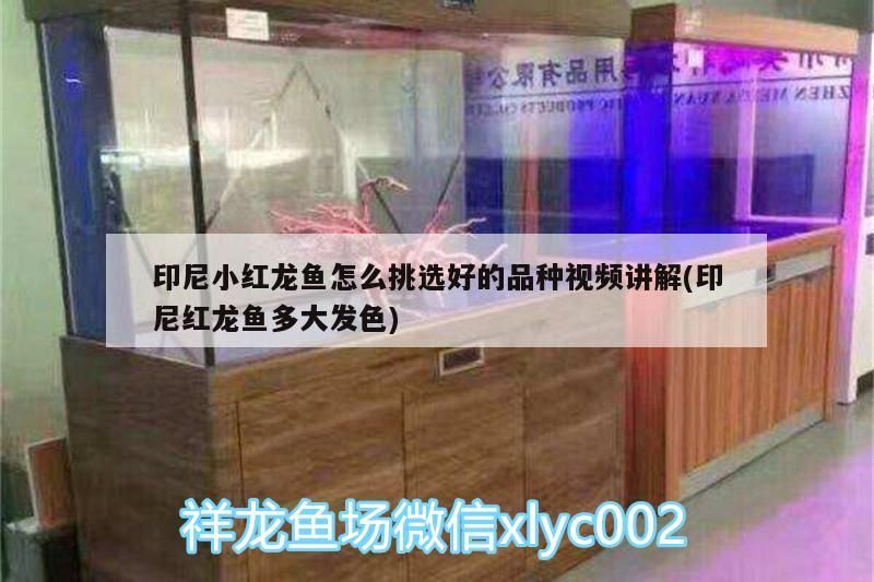 印尼小紅龍魚怎么挑選好的品種視頻講解(印尼紅龍魚多大發色)