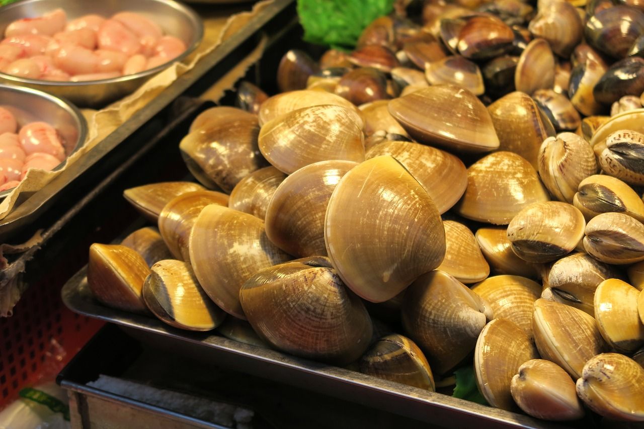 高背龍魚多久發色 高背龍魚多大爬背