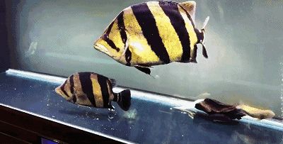 50公分泰虎多少錢一個:50公分泰虎多少錢一個一個泰虎多少錢一個 虎魚百科 第1張 50公分泰虎多少錢一個:50公分泰虎多少錢一個一個泰虎多少錢一個 50公分泰虎多少錢一個:50公分泰虎多少錢一個一個泰虎多少錢一個 虎魚百科 第1張
