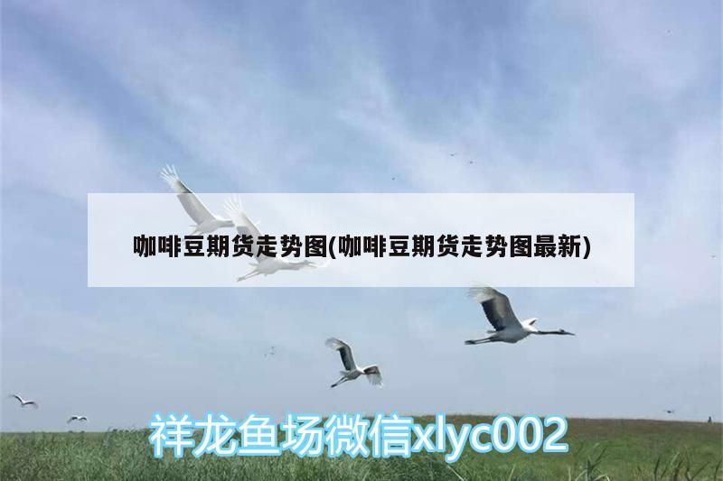 咖啡豆期貨走勢圖(咖啡豆期貨走勢圖最新) 咖啡豆期貨走勢圖(咖啡豆期貨走勢圖最新) 馬來西亞咖啡