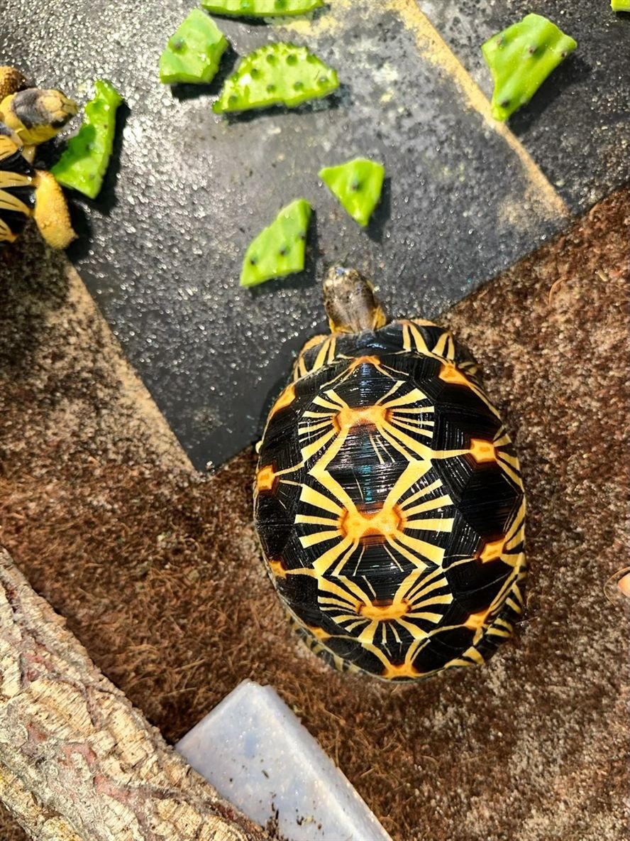 輻射陸龜品鑒