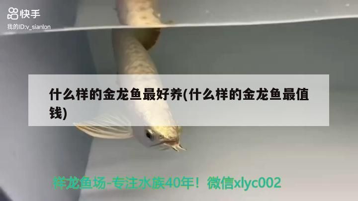 什么樣的金龍魚最好養(什么樣的金龍魚最值錢)